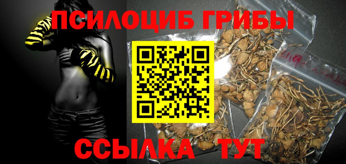 Сухой Лог  Псилоцибиновые грибы Psilocybe  даркнет сайт  Вход с VPN 